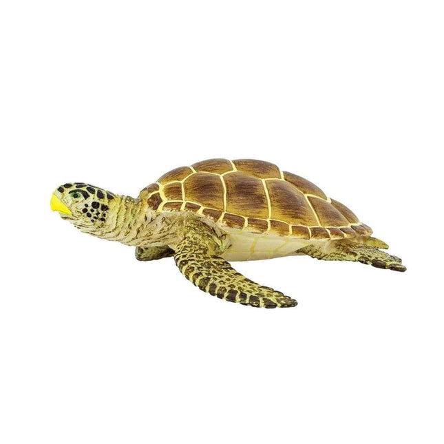 WSS Loggerhead Turtle