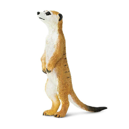 WSW Meercat