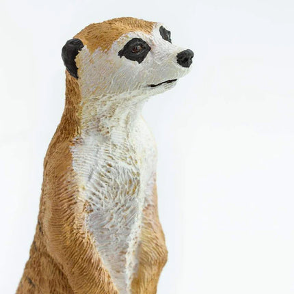 WSW Meercat