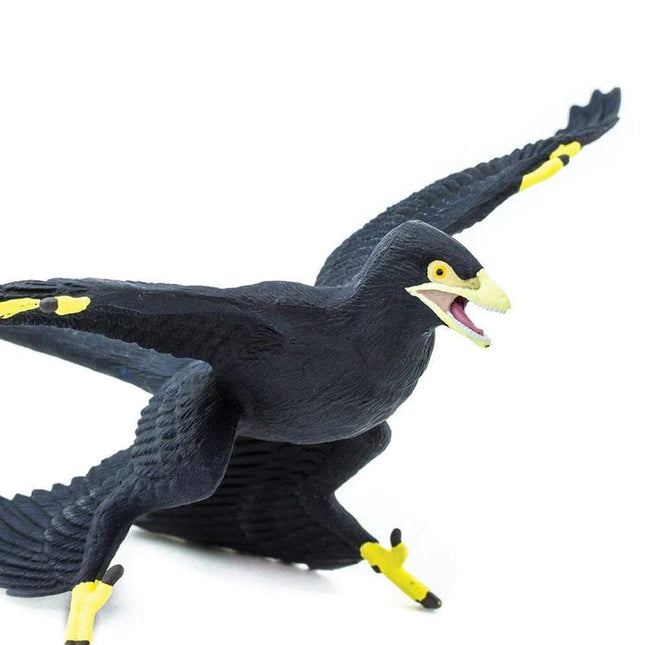 WSD Microraptor