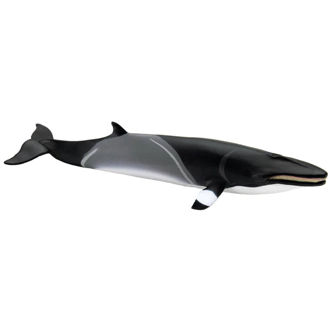 WSS Minke Whale