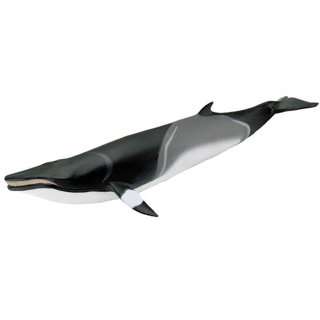 WSS Minke Whale