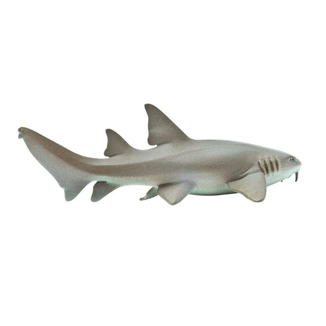 WSS Nurse Shark