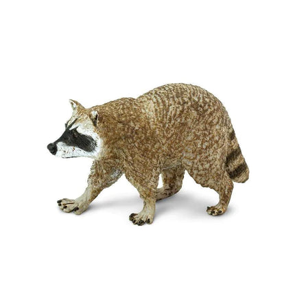 WSW Raccoon