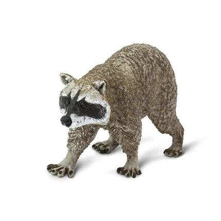 WSW Raccoon