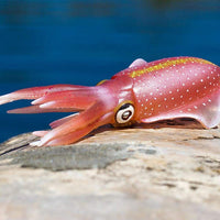 IC Reef Squid