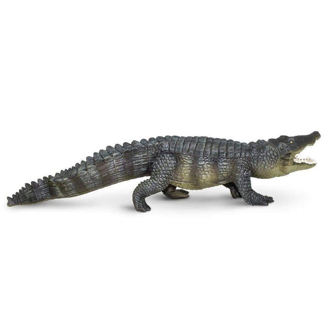 IC Saltwater Crocodile