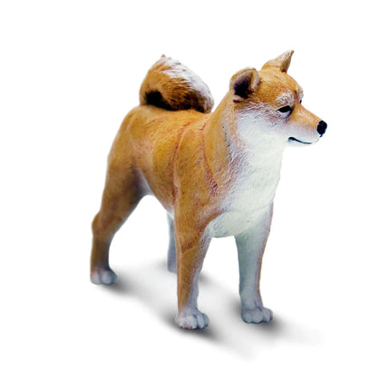 WSP Shiba Inu Dog