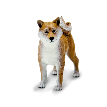 WSP Shiba Inu Dog