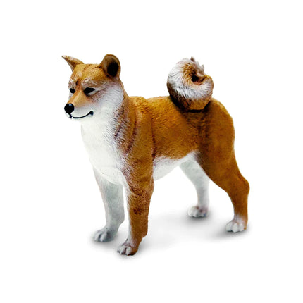 WSP Shiba Inu Dog