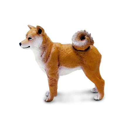 WSP Shiba Inu Dog