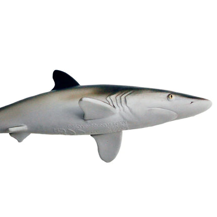 WSS Silky Shark