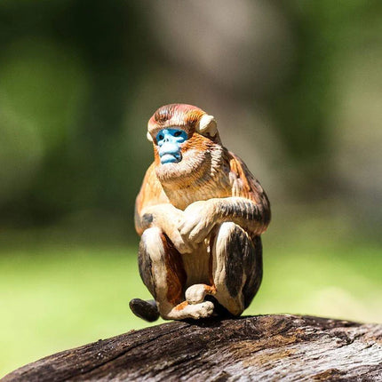 WSW Snub Nosed Monkey