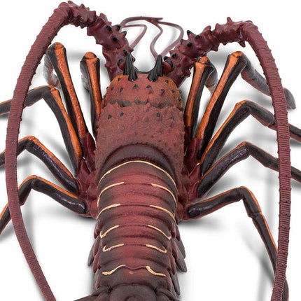 IC Spiny Lobster