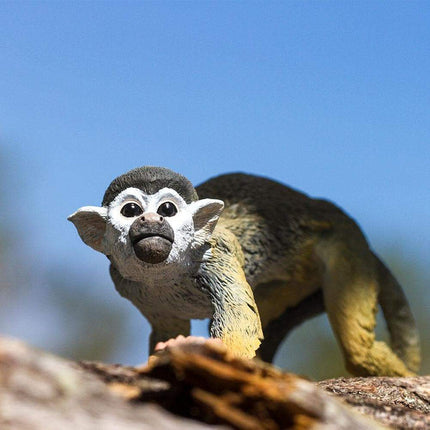 IC Squirrel Monkey