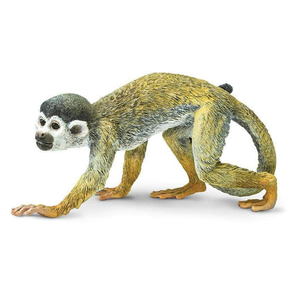 IC Squirrel Monkey