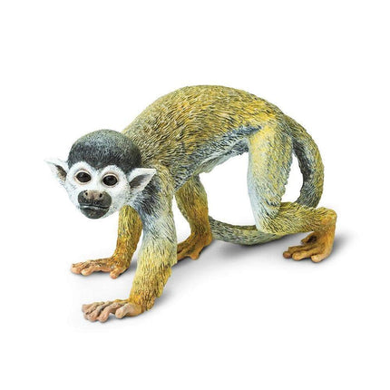 IC Squirrel Monkey