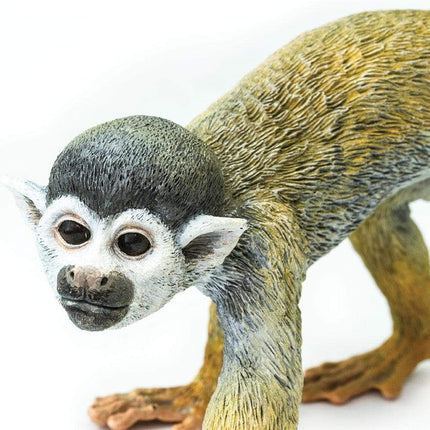 IC Squirrel Monkey