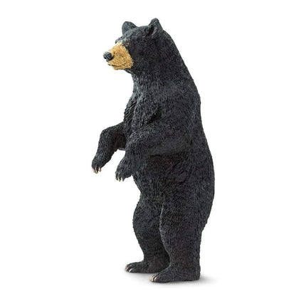 WSW Black Bear standing