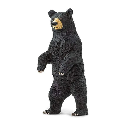 WSW Black Bear standing