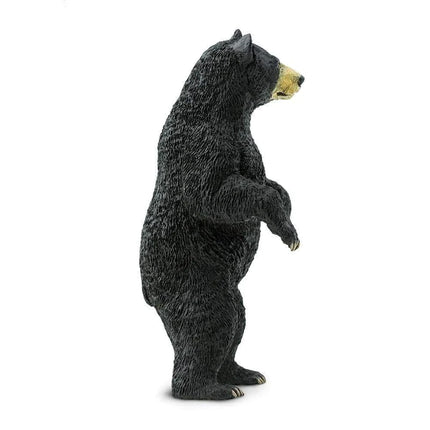 WSW Black Bear standing