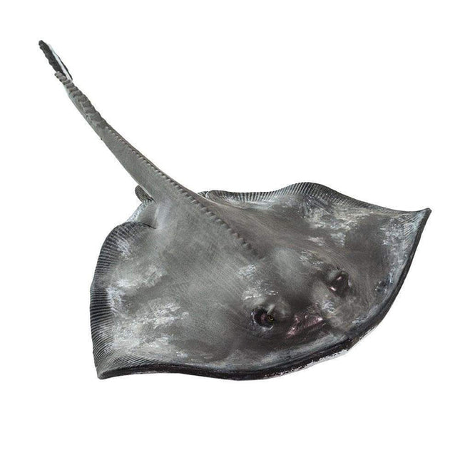 IC Sting Ray