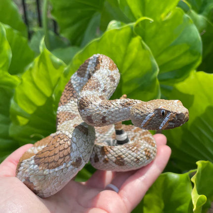 IC Western Diamondback Rattlesnake