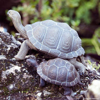 IC Tortoise Baby