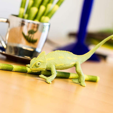 IC Veiled Chameleon Baby