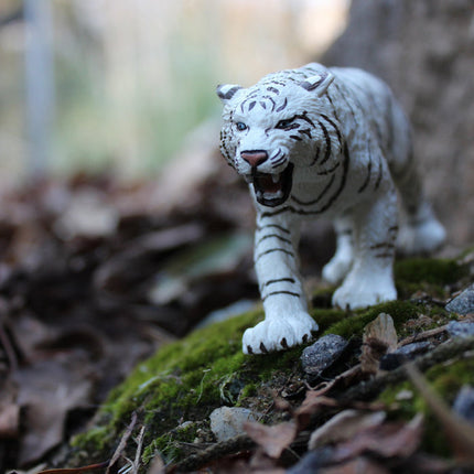 WSW White Bengal Tiger