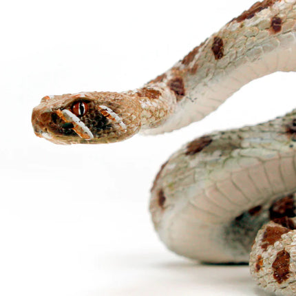 IC Western Diamondback Rattlesnake